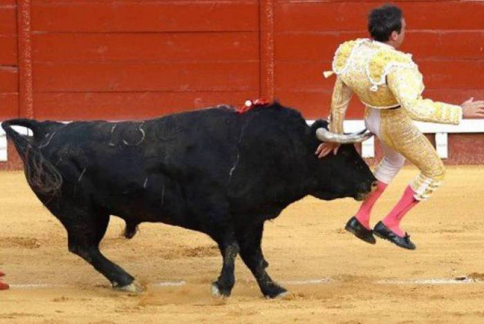 Toureiro leva chifre lá após reabertura da praça de touros