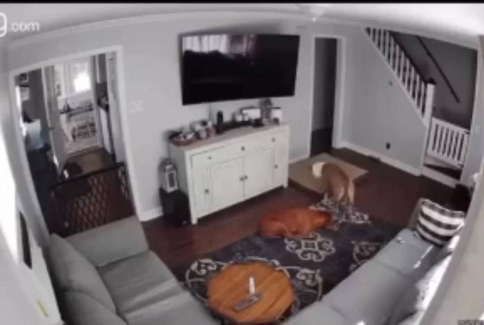 Câmera flagra momento fofo em que um cão leva sua cama para irmão doente