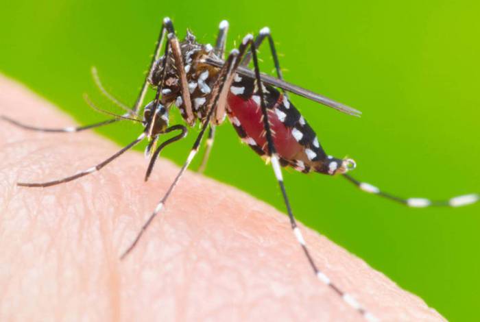 A Dengue, Zika, Chikungunya e Febre Amarela são transmitidas pelo mosquito Aedes aegypti, muito comum em áreas urbanas