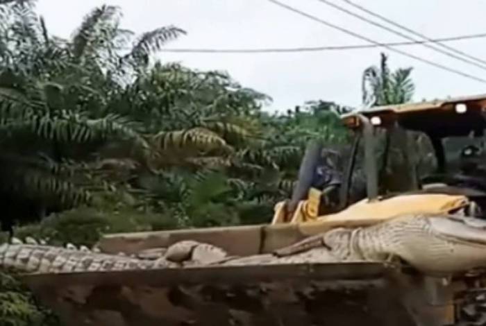 Apesar de ser apelidado de Demônio, o réptil não tinha dentes.
