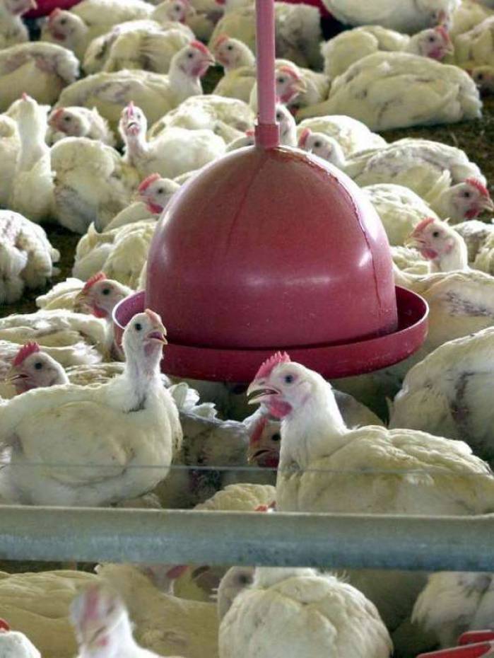 China foi a maior compradora da carne de frango exportada pelo Brasil