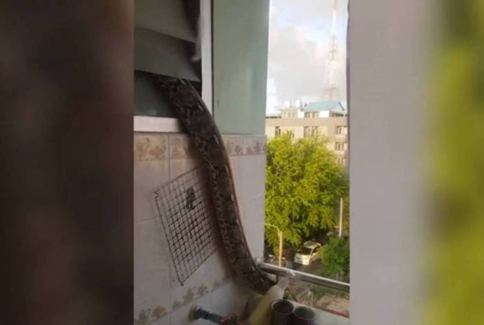 Cobra de 4 metros invade apartamento