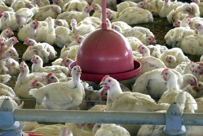 Vírus foi achado em amostra de asas de frango; governo chinês diz que lote veio de Santa Catarina
