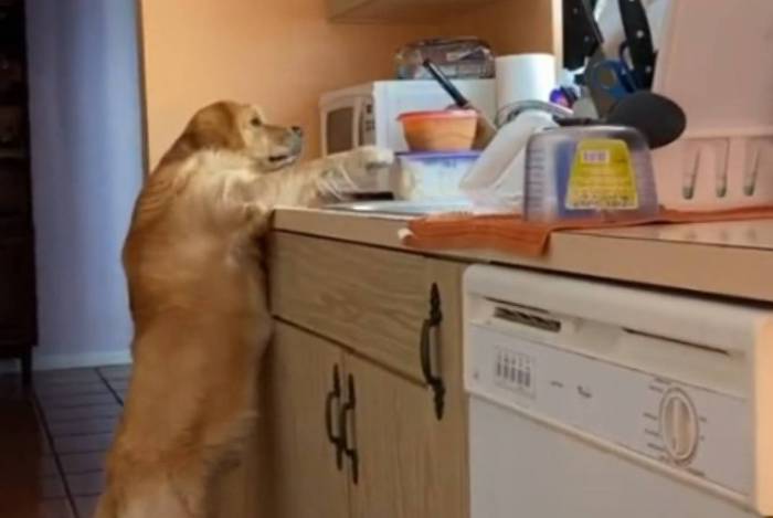 Cachorro roubando comida escondido viraliza no Tik Tok