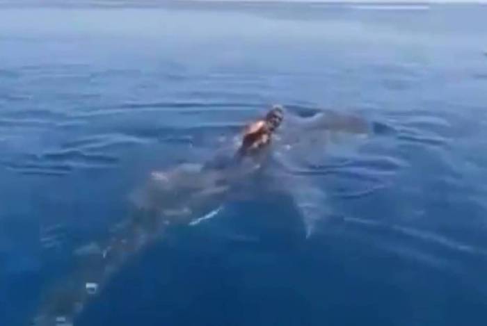 Homem 'cavalga' um tubarão-baleia 