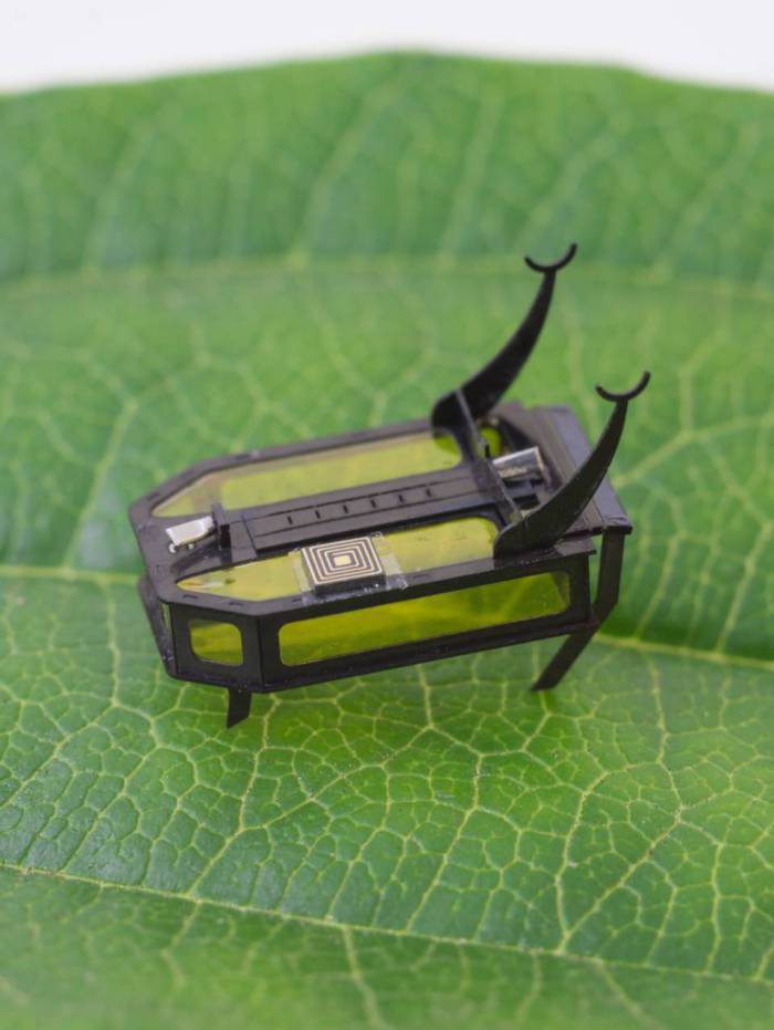 This July 2018 handout photo obtained August 18, 2020 courtesy of Xiufeng Yang, University of Southern California shows a robotic beetle. - Scientists have long envisioned building tiny robots capable of navigating environments too dangerous for humans -- but finding ways to keep them powered and moving has been impossible to achieve. A team at the University of Southern California has now found a breakthrough, building an 88-milligram "RoBeetle" that runs on methanol and uses an artificial muscle system to crawl, climb, and carry loads on its back for up to two hours."We wanted to create a robot that has a weight and size comparable to real insects," roboticist Xiufeng Yang, who led the research and published his findings in Science Robotics on August 19, 2020 told AFP. (Photo by Xiufeng YANG / Xiufeng Yang, University of Southern California / AFP) / RESTRICTED TO EDITORIAL USE - MANDATORY CREDIT "AFP PHOTO /Xiufeng Yang, University of Southern California/HANDOUT " - NO MARKETING - NO ADVERTISING CAMPAIGNS - DISTRIBUTED AS A SERVICE TO CLIENTS