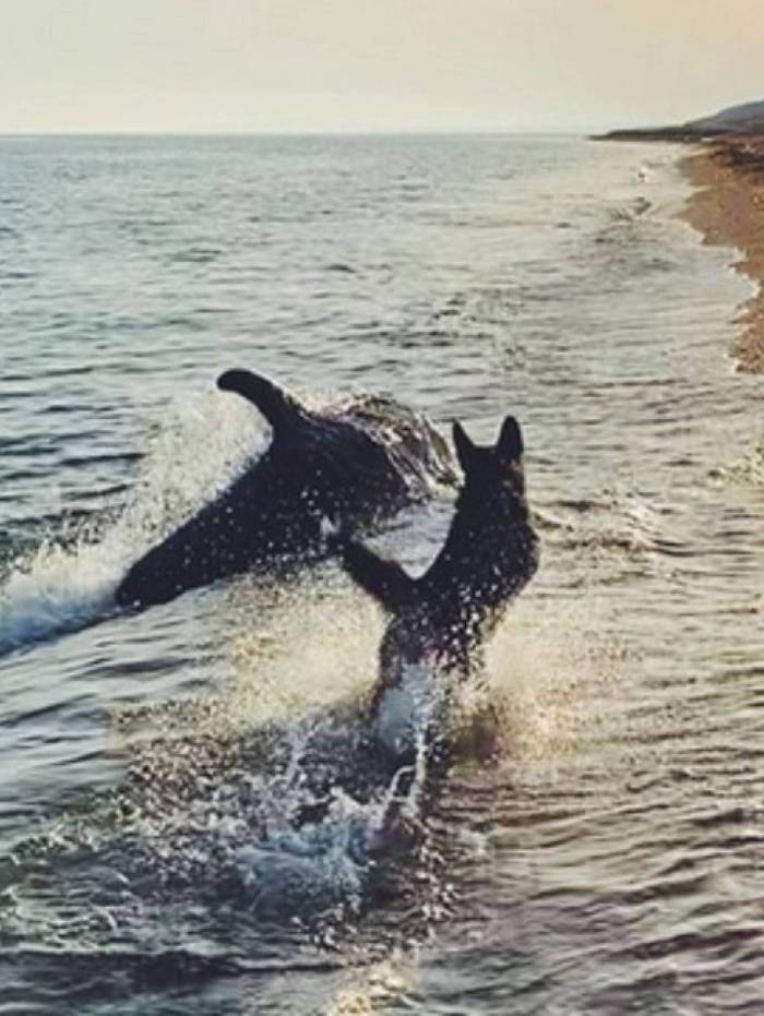 Cão brinca com golfinho em cena adorável na praia; veja
