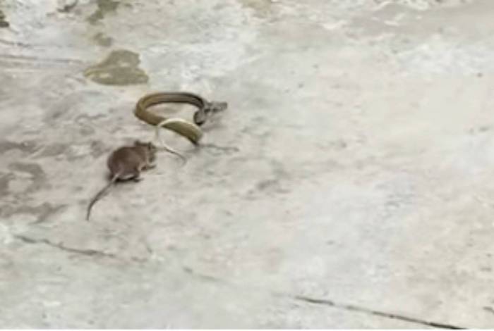 Imagens mostram a batalha entre os dois animais em rua no Vietnã