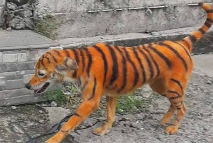 Cachorro é pintado de laranja e preto para parecer um tigre