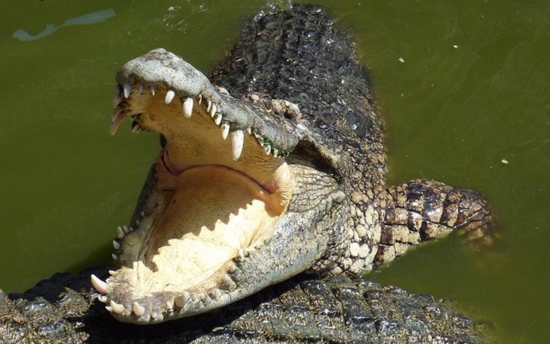Crocodilo Persegue Barco De Pesca Na Austr lia MH Mundo E Tecnologia