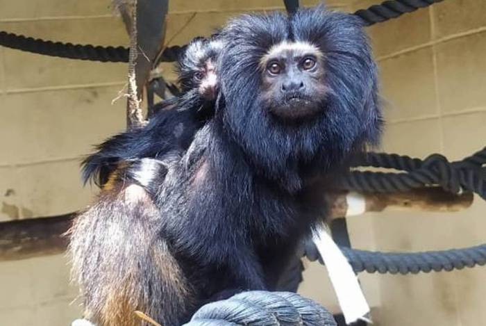 Nasceram no Zoológico de São Paulo dois filhotes de mico-leão-preto