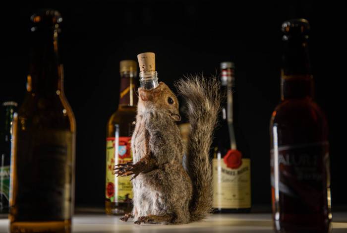 Cerveja escocesa vendida dentro de esquilo empalhado