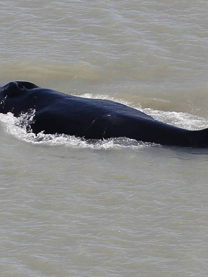 Animais foram vistos dentro do dentro do Parque Nacional de Kakadu, no norte da Austr&aacute;lia