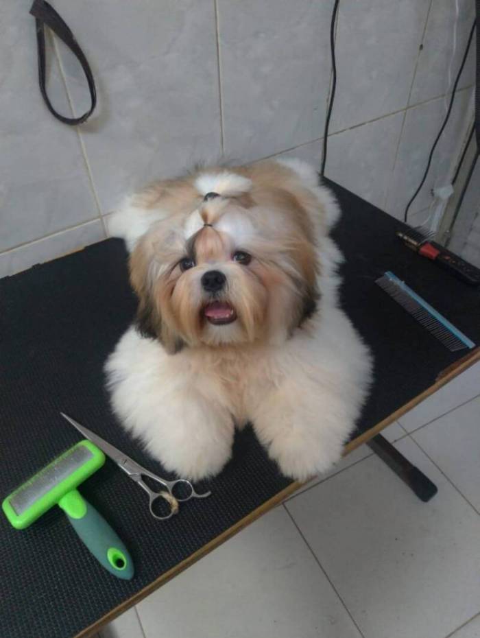 'Fubá' foi roubado junto com o carro da família, em São Gonçalo, na Região Metropolitana