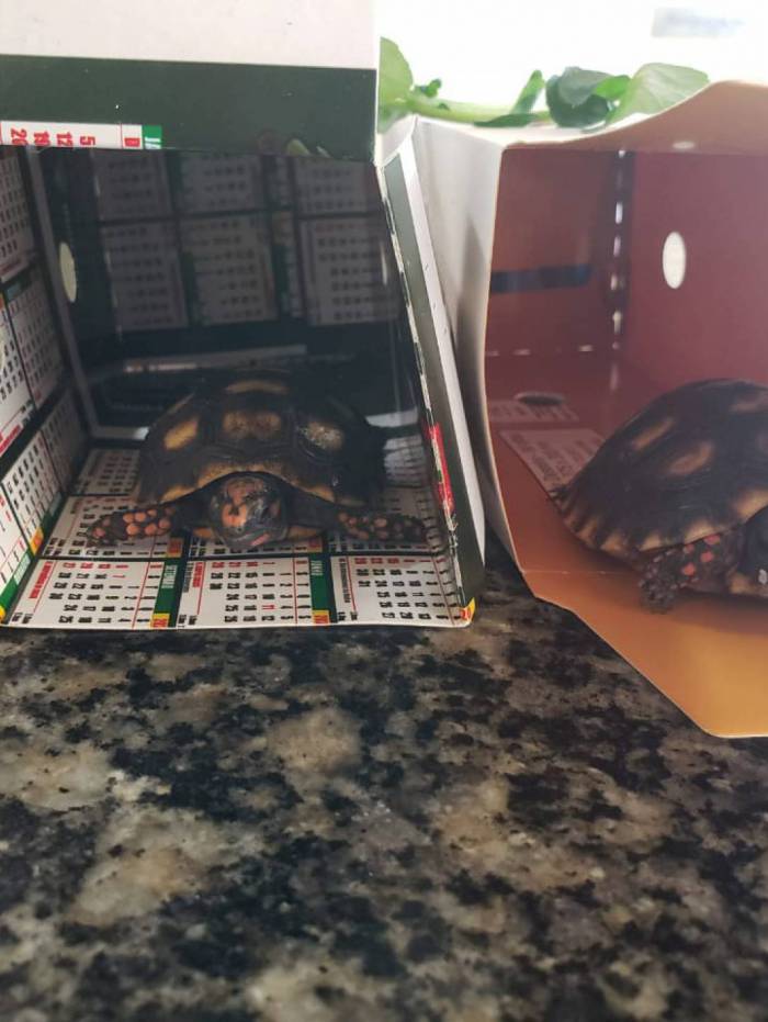 Animais foram apreendidos em feira livre de Duque de Caxias