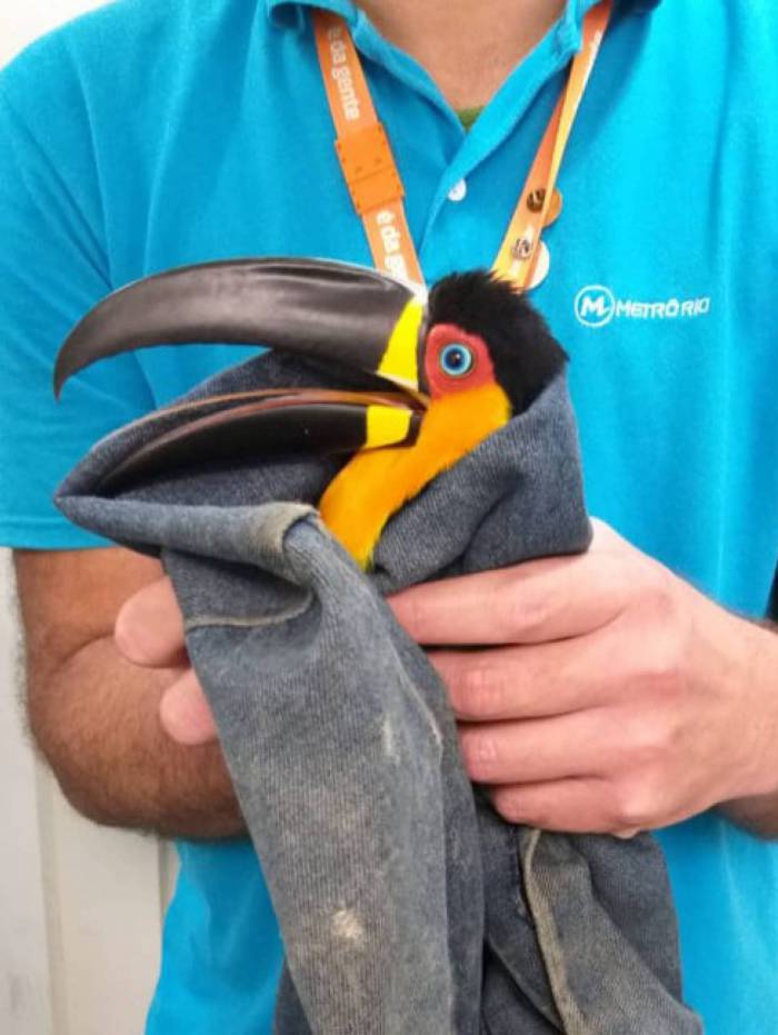 Tucano Ã© resgatado na EstaÃ§Ã£o de metrÃŽ de Botafogo, Zona Sul do Rio