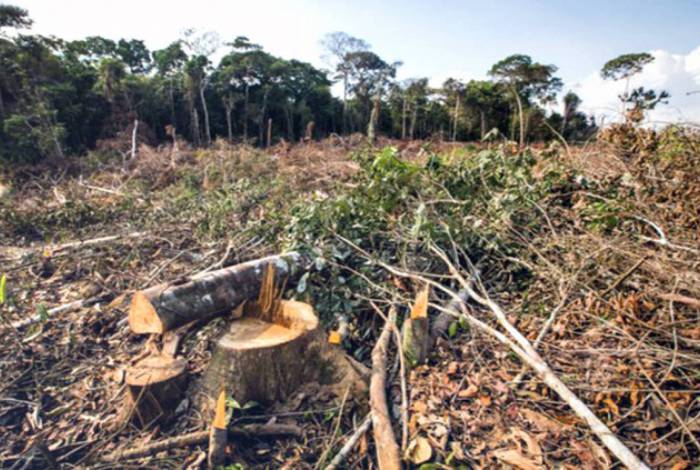 Incêndios devastam a Amazônia pelo segundo ano consecutivo e registram aumento alarmante em outros biomas