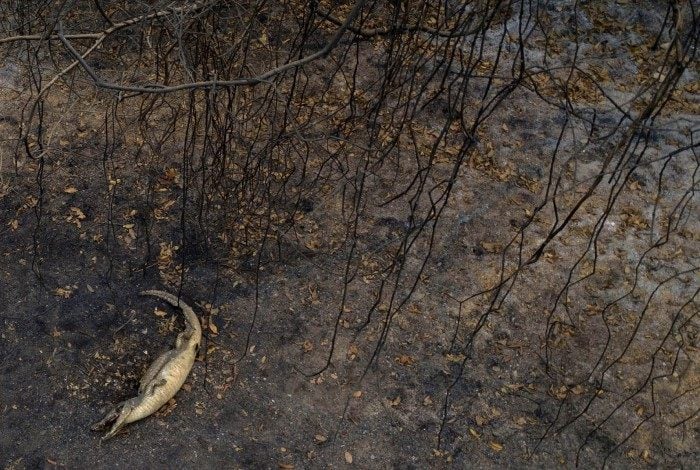 A dead alligator lies beside the Transpantaneira park road in the Pantanal wetlands in Mato Grosso state, Brazil, on September 14, 2020. - The Pantanal, a region famous for its wildlife, is suffering its worst fires in more than 47 years, destroying vast areas of vegetation and causing death of animals caught in the fire or smoke. MAURO PIMENTEL / AFP