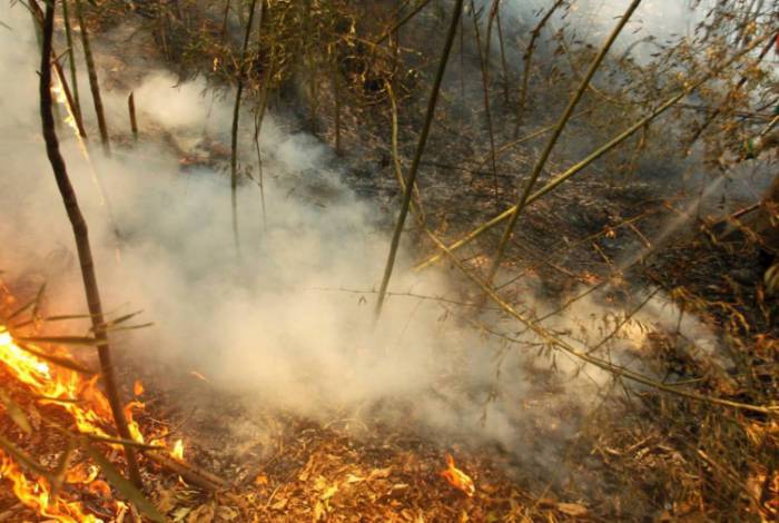 Incêndios florestais atingem a região do Pantanal, em Mato Grosso do Sul