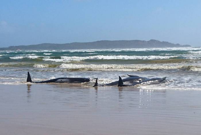 Centenas de baleias estão encalhadas no sul da Austrália