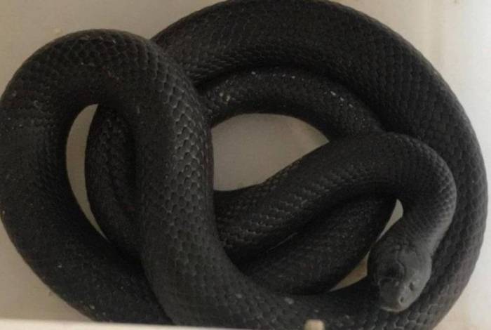 Mulher encontrou uma cobra dentro do porta-luvas do carro