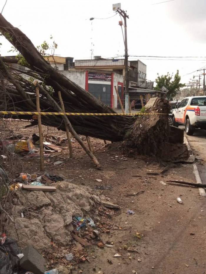 Prefeitura foi acionada 57 vezes para quedas de árvores