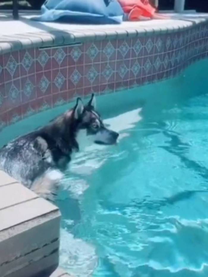 Cãozinho corre para a piscina para fugir da bronca
