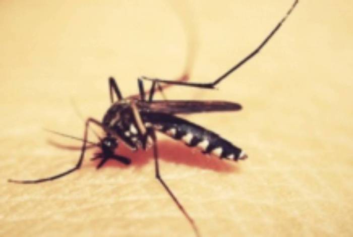 Aedes aegypti são soltos em Belo Horizonte em alternativa de combate à dengue
