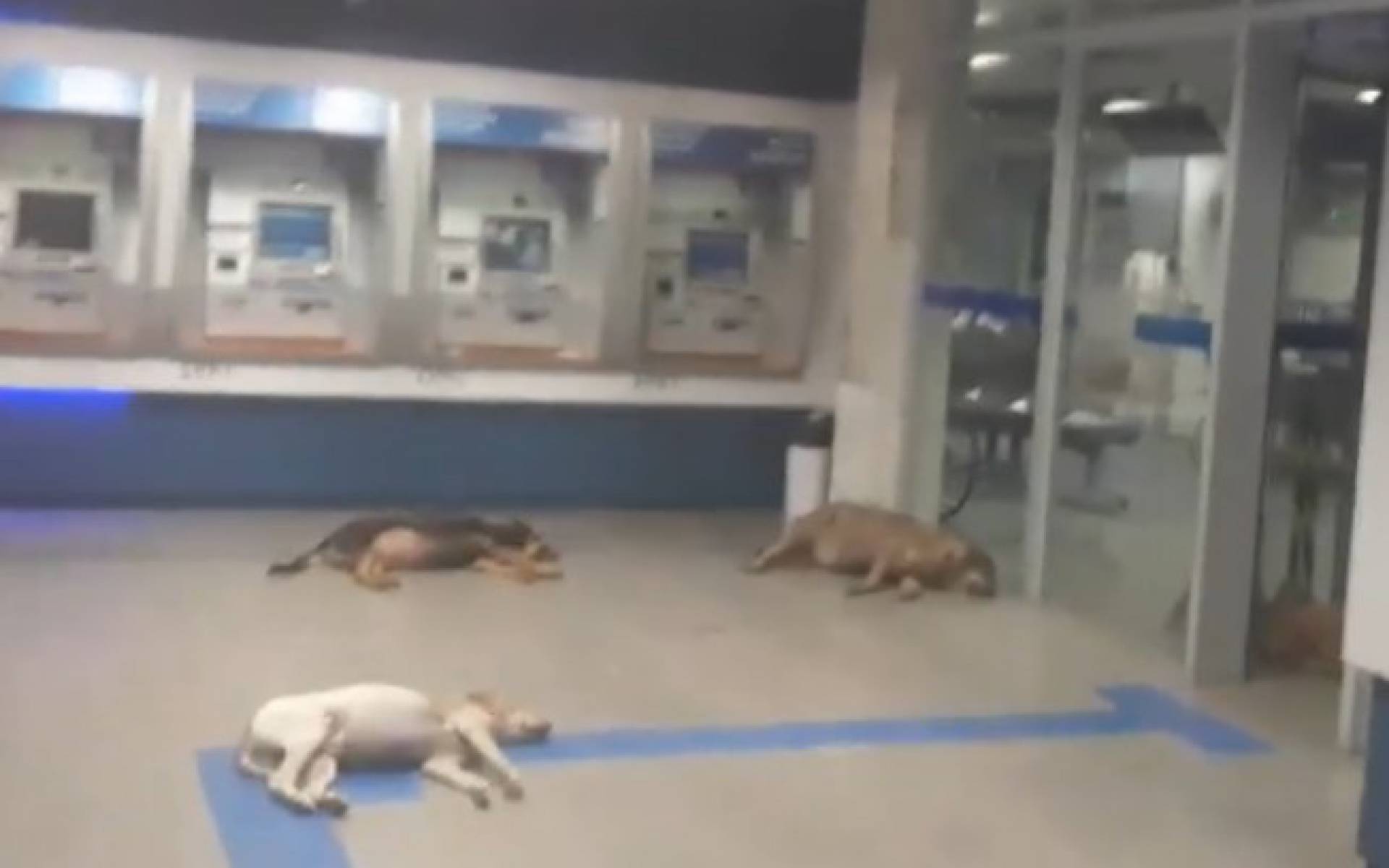 Cães invadem banco com ar-condicionado para escapar de calor de 40ºC
