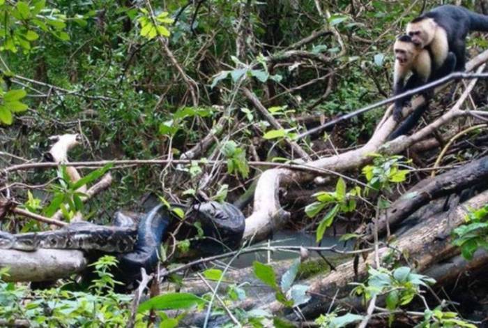 Imagens foram capturadas por pesquisadores durante expedição na selva da Costa Rica