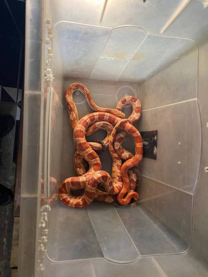 Homem é preso por criar três cobras em casa na Zona Oeste do Rio