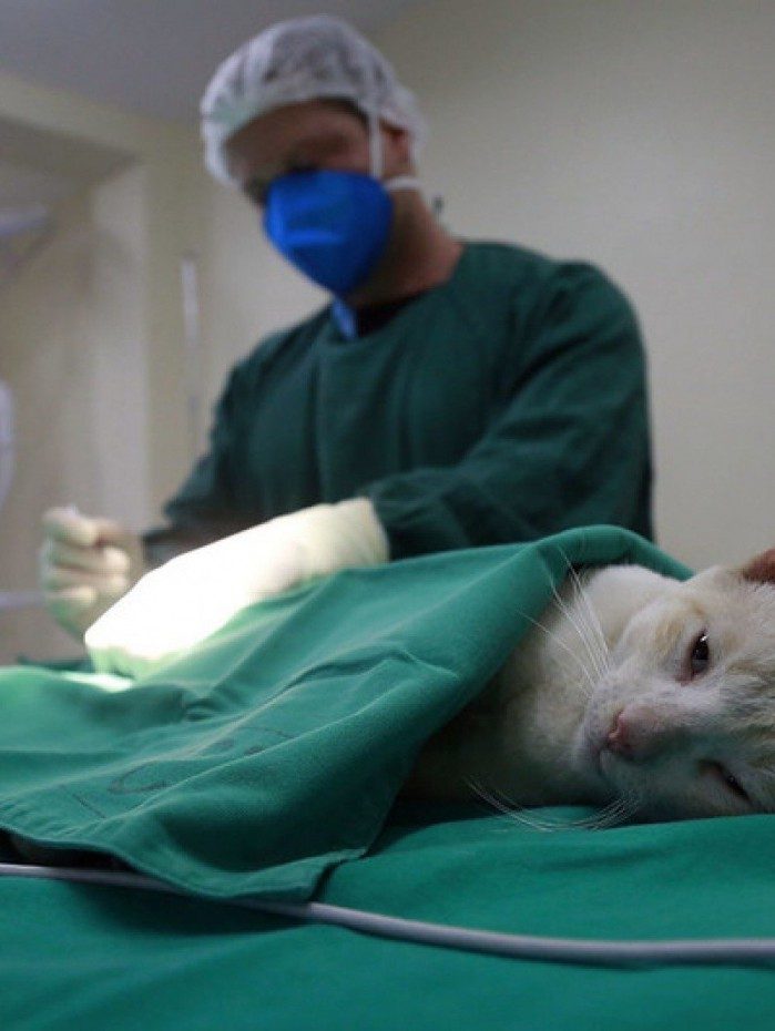 Agendamento de castração para gatos e cães está disponível de forma online