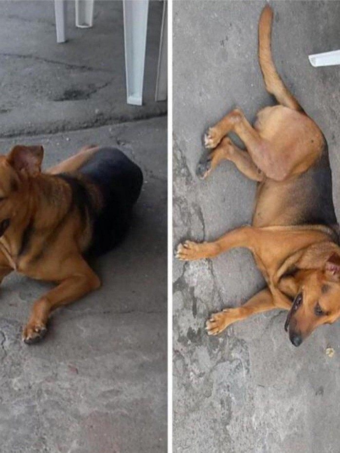 O viralata Dolph era muito querido por todos na região do Fonseca