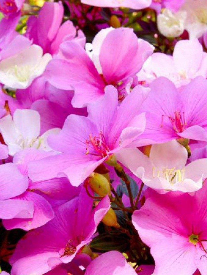 Manacá - Reprodução de Internet