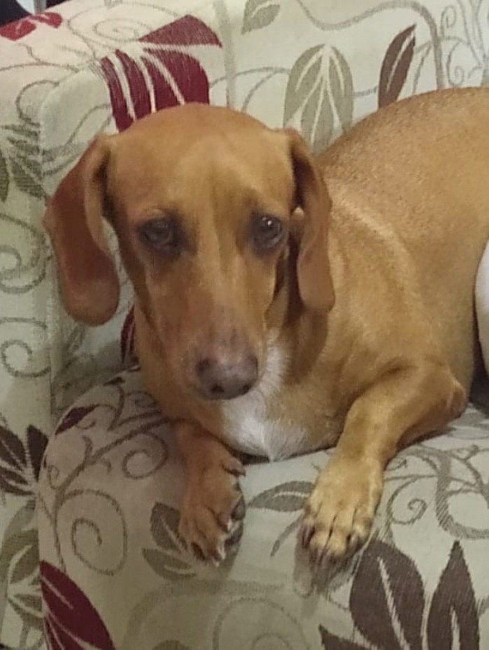 Pipoca foi levada em assalto