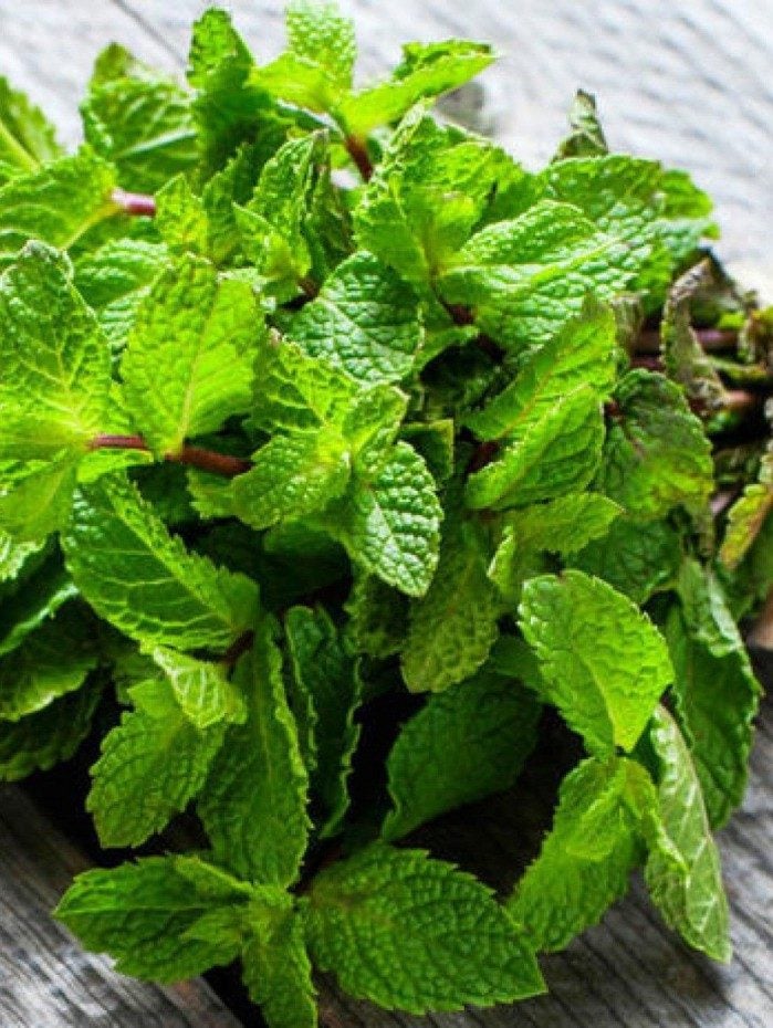 Hortelã - Reprodução de Internet