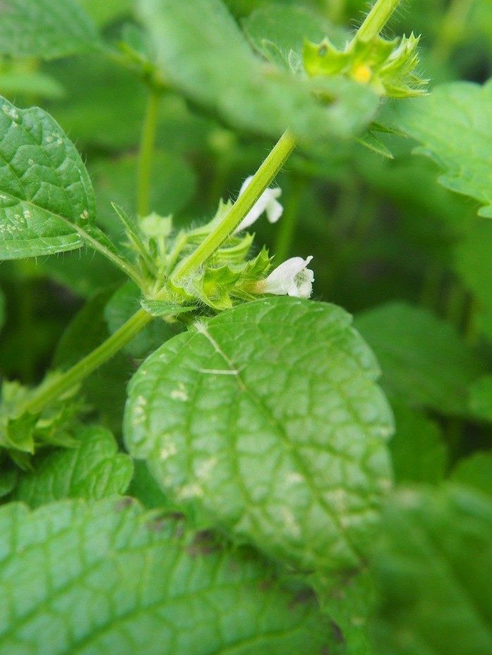 Erva-cidreira - Reprodução de Internet