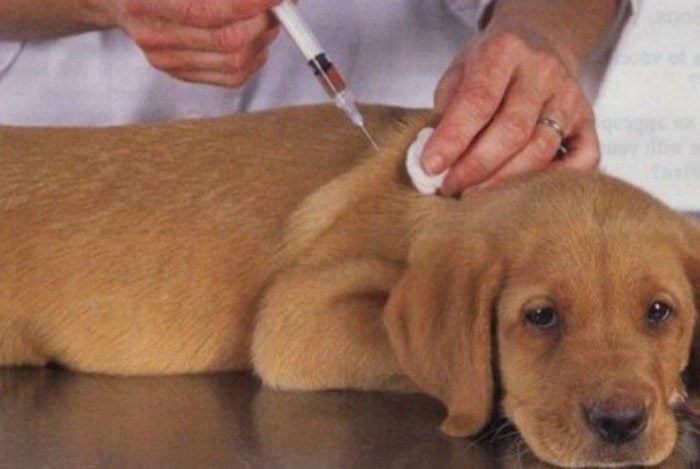 Última etapa da vacinação contra a raiva animal acontece no mês de dezembro em Petrópolis