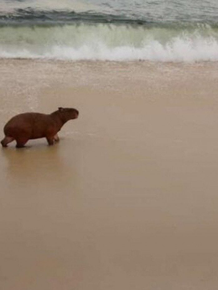 Capivara se refresca em Itaipuaçu - Foto: Popular