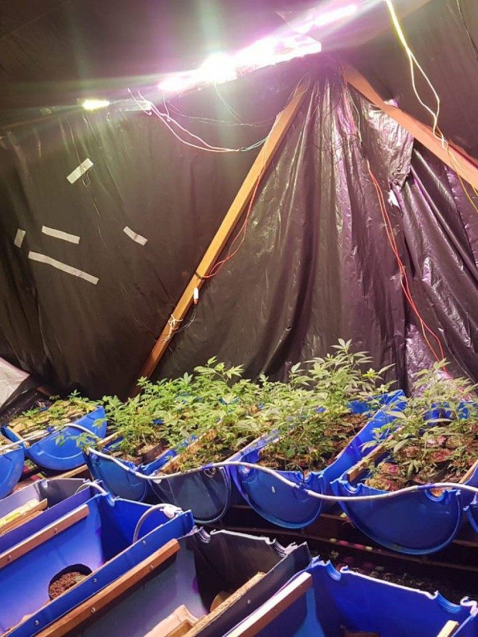 Ação conjunta entre PM e Civil apreende 600 pés de maconha em Paty de Alferes 