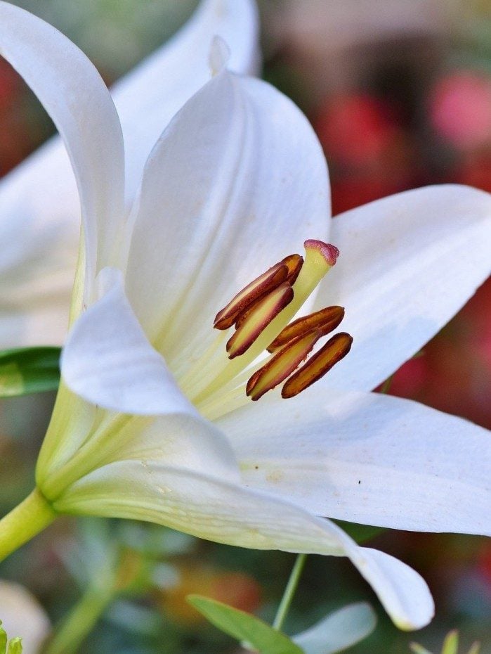 Lírio - Reprodução de Internet