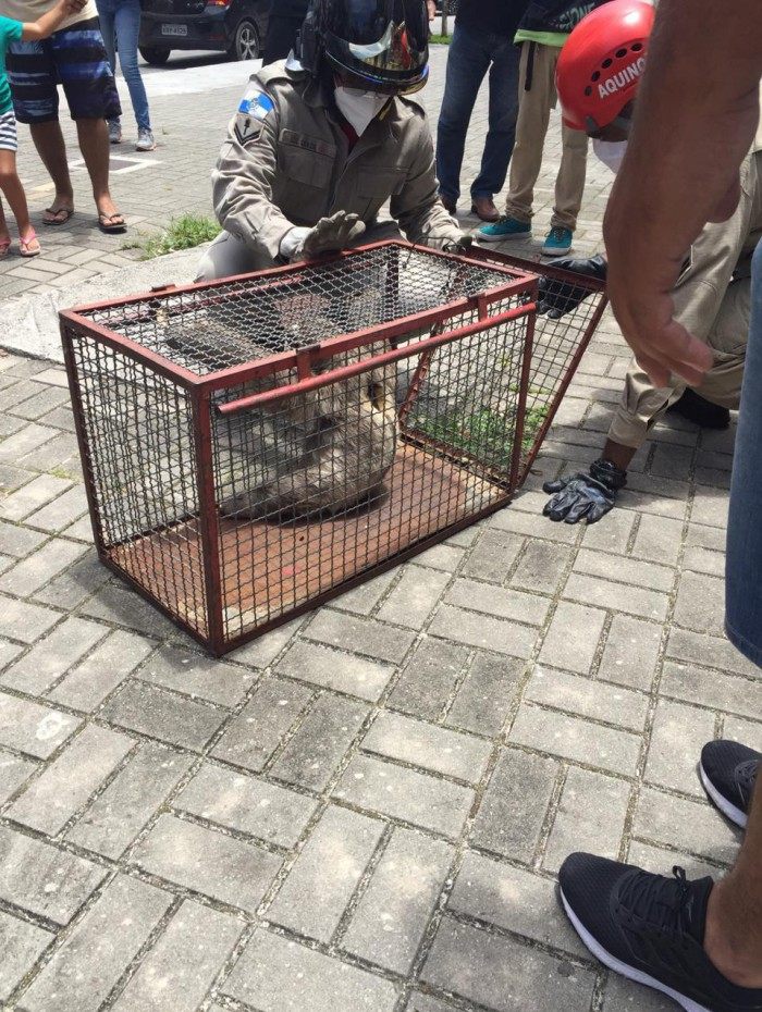 Bicho preguiça Metrô do Rio - DIVULGAÇÃO METRÔ RIO