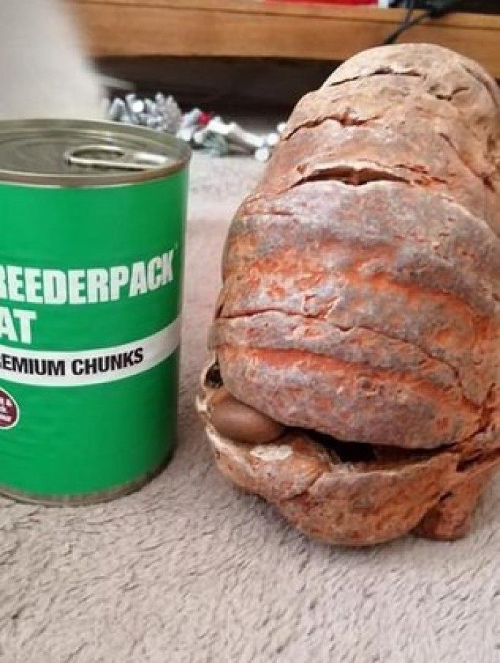 Jodie compartilhou fotos do objeto em sites de fósseis e arqueologia