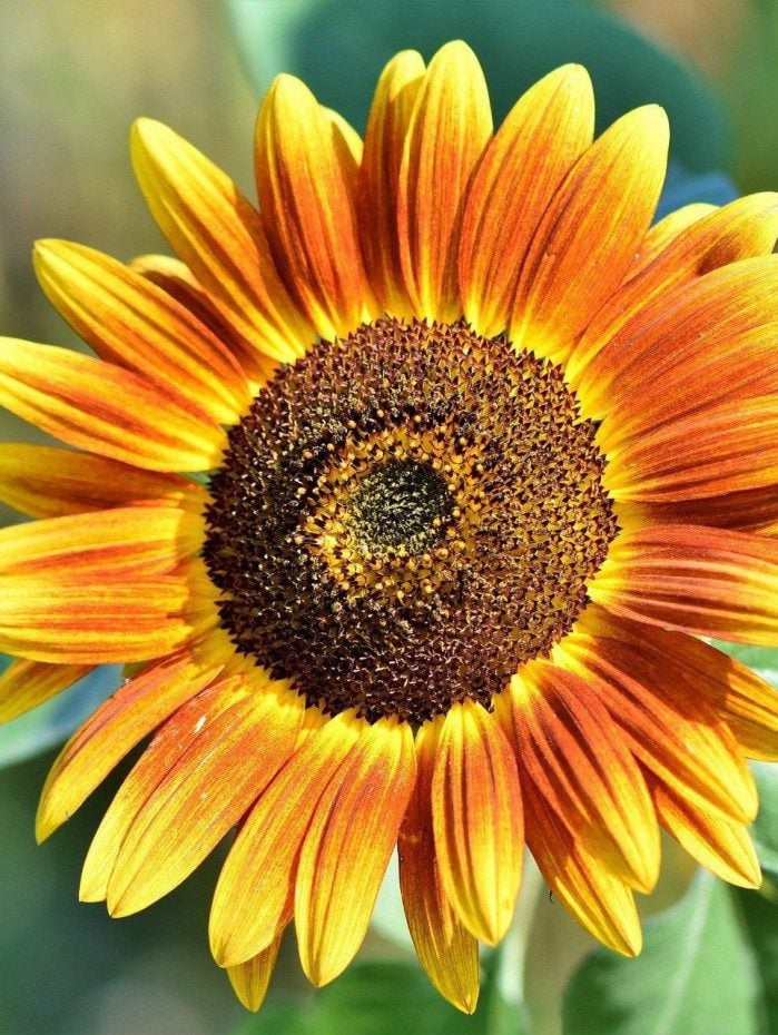 As pétalas do girassol têm propriedades que auxiliam na atração de prosperidade e fartura