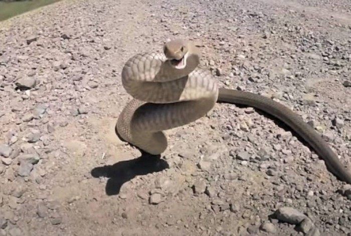 Cobra venenosa de dois metros é capturada em praia