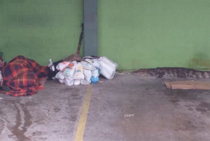 Jacaré chegou perto de morador de rua que dormia no estacionamento de um supermercado em Cananéia (SP)