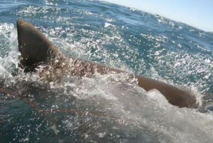Tubarão atacou o jovem de 18 anos
