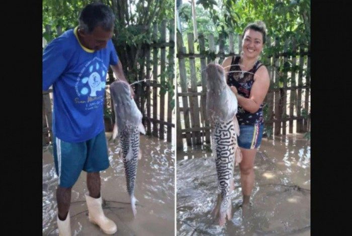 Mulher encontra peixe no quintal de casa após cheias no Acre
