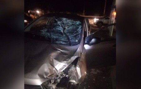 Motorista fica ferido após carro atropelar cavalo na RJ-140