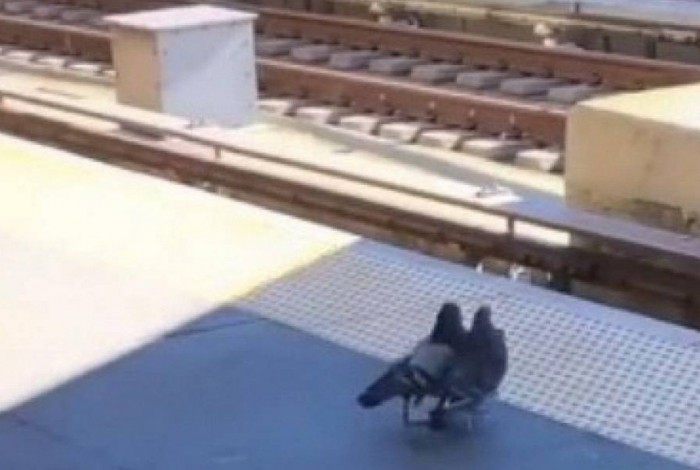 Dois pombos empurram um terceiro para os trilhos do metrô